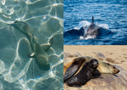 Marine Life Images
