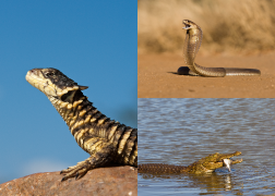 Reptile Images
