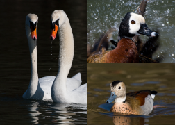 Wildfowl Images
