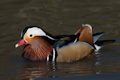 Mandarin Duck Profile