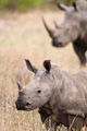 Young white rhino