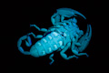 Scorpion Underbelly