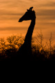Giraffe silhouetted against a sunset