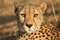 Eye contact with a cheetah