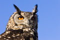 Eagle Eyed Owl