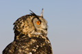Owl Looking Forward