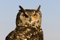 Owl Watching You