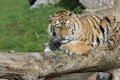 Tiger on a log