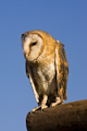 Barn Owl on a Perch