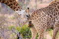Giraffe Urine Testing