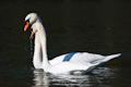 Swan Dance