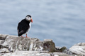 Puffin Looking Back