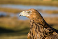 Tawny Eagle on watch