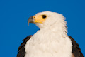 African Fish Eagle Portrait