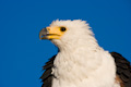 African Fish Eagle Rousing