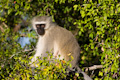 Vervet Monkey Chlorocebus pygerythrus