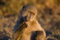 Thoughtful baboon