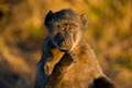 Baboon thoughts
