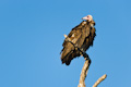 Lookout Vulture