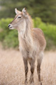 Young Common Waterbuck