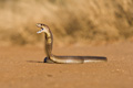 Cobra threat display