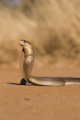 Cobra with threatening hood