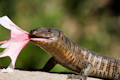 Lizard eating flower