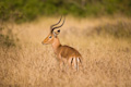 Lone impala