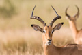 Male impala Aepyceros melampus