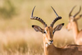 Male impala Aepyceros melampus