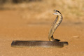 Threatening cobra