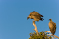 Vulture Looking Down