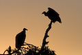 Vultures silhouette