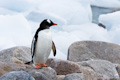 Penguin on Icy Rocks