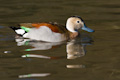 Colorful Ringed Teal