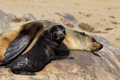 Relaxed Mother and Pup Fur Seals