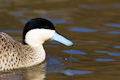 Blue beaked duck on Pond